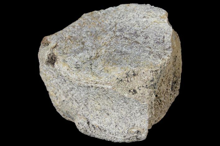 Fossil Triceratops Bone Section - North Dakota #117357